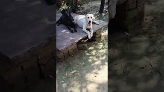 Labour dog Viral video Youtubeshort short video 📷📸 [upl. by Lacombe]