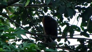 Caquetá titi  Callicebus caquetensis  Rio Caquetá  Caqueta [upl. by Ainavi]