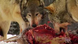 Wolves Wolf Pack Feeding On Carcass Of Whitetail Deer [upl. by Irolav]