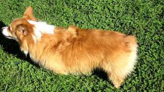 kaley corgi runs fast for the corgis at the faire 2007 [upl. by Ocana]