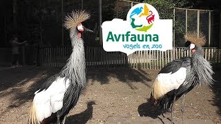 HOLLAND Avifauna Bird Park  Alphen aan den Rijn [upl. by Sax903]