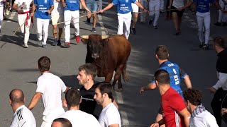 Encierro Tafalla 17082024  Ganadería RETA Casta Navarra  Fiestas de Tafalla [upl. by Armin609]