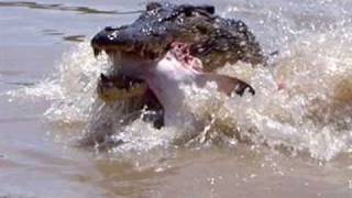 Crocodile Eats Shark [upl. by Norret495]