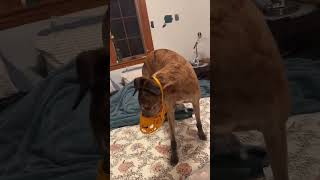 Funny Animals 2024 😂 Best Funny dog amp cat Moments 🐶🐱 261 shorts [upl. by Augustin75]