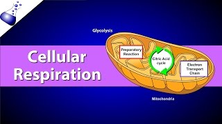 Cellular Respiration [upl. by Htevi]