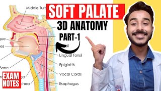 Soft Palate Anatomy 3D  muscles of soft palate anatomy  anatomy of soft palate muscles [upl. by Anh]