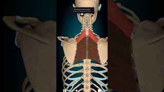 Rhomboid major amp minor 3danimation anatomy [upl. by Neltiac]