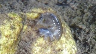 Scud attacks mating pair of Scuds Amphipoda Senticaudata Gammaridae [upl. by Ardnuaek]