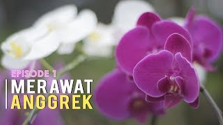 CARA MERAWAT ANGGREK BAGI PEMULA Episode 1 [upl. by Porcia]