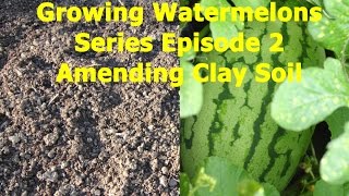 Growing Watermelons Series Amending Clay SoilEpisode 2 [upl. by Petta504]