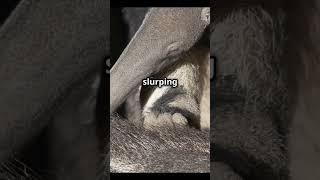 Amazing facts about aardvarks aardvark facts aardvarkfacts [upl. by Anstus123]