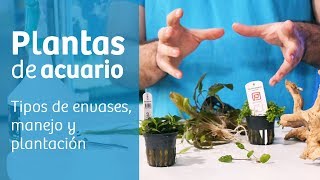 Acuario plantado  iniciación  🌱 Guía de manejo y plantación [upl. by Relyhs877]