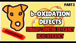 boxidation defects Primary Carnitine deficiency MCAD deficiency Biochemistry for Step 1 [upl. by Eelra379]