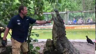 Sultan is our biggest Nile Crocodile [upl. by Sheeree]