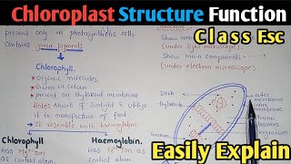 Chloroplast Structure And Functions  Stroma  Class 11 Biology [upl. by Ahsieki]