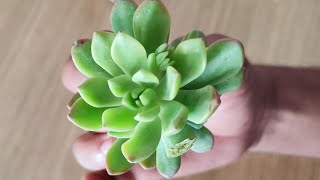 echeveria elegans unboxing  echeveria elegans care [upl. by Murrah637]