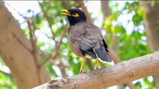 MYNA Bird Sound  MYNA Bird Talking  MYNAH Bird Voice  MYNAH Bird Singing [upl. by Blockus919]