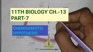 Class 11 BiologyCh13 Part7Chemiosmotic hypothesisStudy with Farru [upl. by Adnilam445]