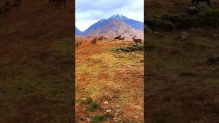 Red Deer Sounds in the Scottish Highlands [upl. by Richy139]