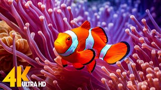 Aquarium 4K VIDEO ULTRA HD 🐠 Beautiful Coral Reef Fish  Relaxing Sleep Meditation Music [upl. by Hogg]