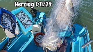 Herring Spawn 2024 [upl. by Etteneg339]