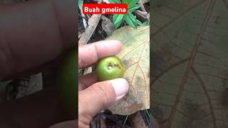 MENGENAL BUAH GMELINA Gmelina arborea [upl. by Etnohs]