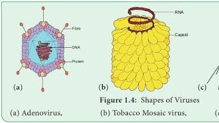 Tobacco mosaic virus lecture in Hindi [upl. by Araeit]