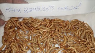 mealworm farming pakistan mealworm price in urdu small business at home [upl. by Ennaharas]