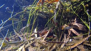 Native fish Blackbanded Rainbowfish Melanotaenia nigrans Kakadu National Park [upl. by Alair]