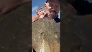 Guitarfish bite red hot this morning in the Southern California surf philfriedman surffishing [upl. by Emmett]