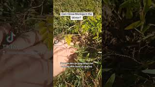 Can I Grow Moringa in the Winter Moringa moringatree GardeningTips plants moringaleaves herbs [upl. by Eyllom]