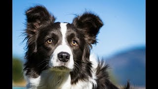 Border Collie cães para o pastoreio [upl. by Anoerb804]