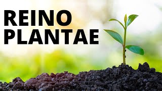 El REINO DE LAS PLANTAS explicado clasificación reproducción nutrición ejemplos🌿🌳 [upl. by Asselam]