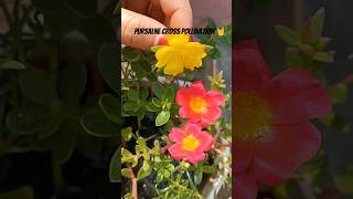 Pursalne cross pollination gardeningtips plantingseason shortvideo farishaimam pollinator [upl. by Madelin]