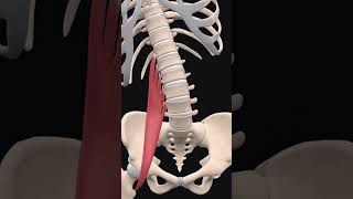 Psoas majorthephysiodoctormotivationphysioskneepainreliefphysiotherpisthumanangroinpain [upl. by Hattie]