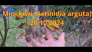 Mini kiwi Actinidia arguta 2024 [upl. by Radford]