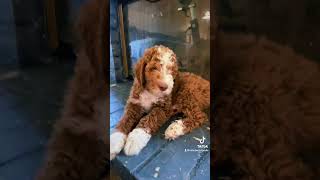 puppy doodle goldendoodlepuppy doglovers cute doglovers puppy doodle fypviral fypシ゚viral [upl. by Matthew]