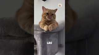 ¿Gato macho o hembra 🐱 Las 5 diferencias clave para decidir gatos amor [upl. by Etnuhs]