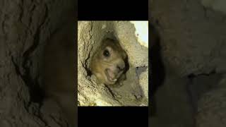 I voiced the hyrax 😭 floofle hyrax fyp funny voiceover [upl. by Aprile896]