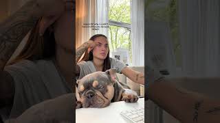 Sleepy frenchie doglover dogvideos frenchbulldog shorts [upl. by Anilosi]