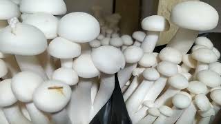 Cultivation of exotic mushroomsShimeji whiteHypsizygus ulmarius fruiting [upl. by Remsen]