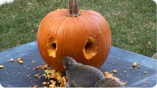 Happy Halloween  Squirrel Carves Pumpkin [upl. by August410]