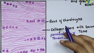 Cellular structure of bone  Muscularskeletal system physiology  NCLEXRN  Khan Academy [upl. by Merc]