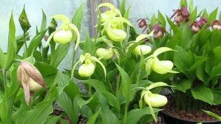 Cypripediums in pots [upl. by Navek]