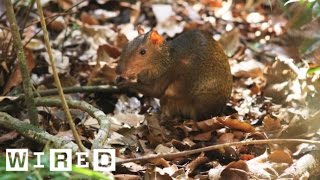 Meet the Agouti the Giant Yet Lovable Rodent of the Amazon  WIRED [upl. by Eigna421]