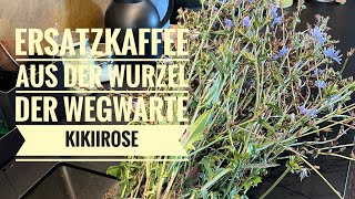 ERSATZKAFFEE AUS DER WURZEL DER WEGWARTE  KIKIIROSE [upl. by Aisekal]