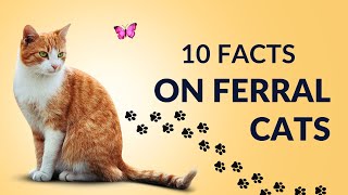 10 Surprising Facts About Feral Cats You Didnt Know [upl. by Tnerual]