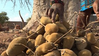 Afrique du Sud le fruit du baobab au bonheur des dames [upl. by Aninahs]