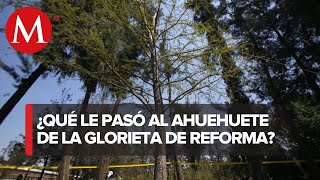 El Ahuehuete de Reforma será sustituido por uno de su misma especie [upl. by Jesh]