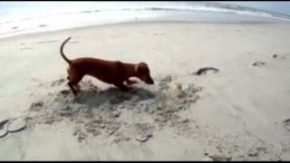 Raw Video Playful Pup Meets Crab on Beach [upl. by Harikahs]